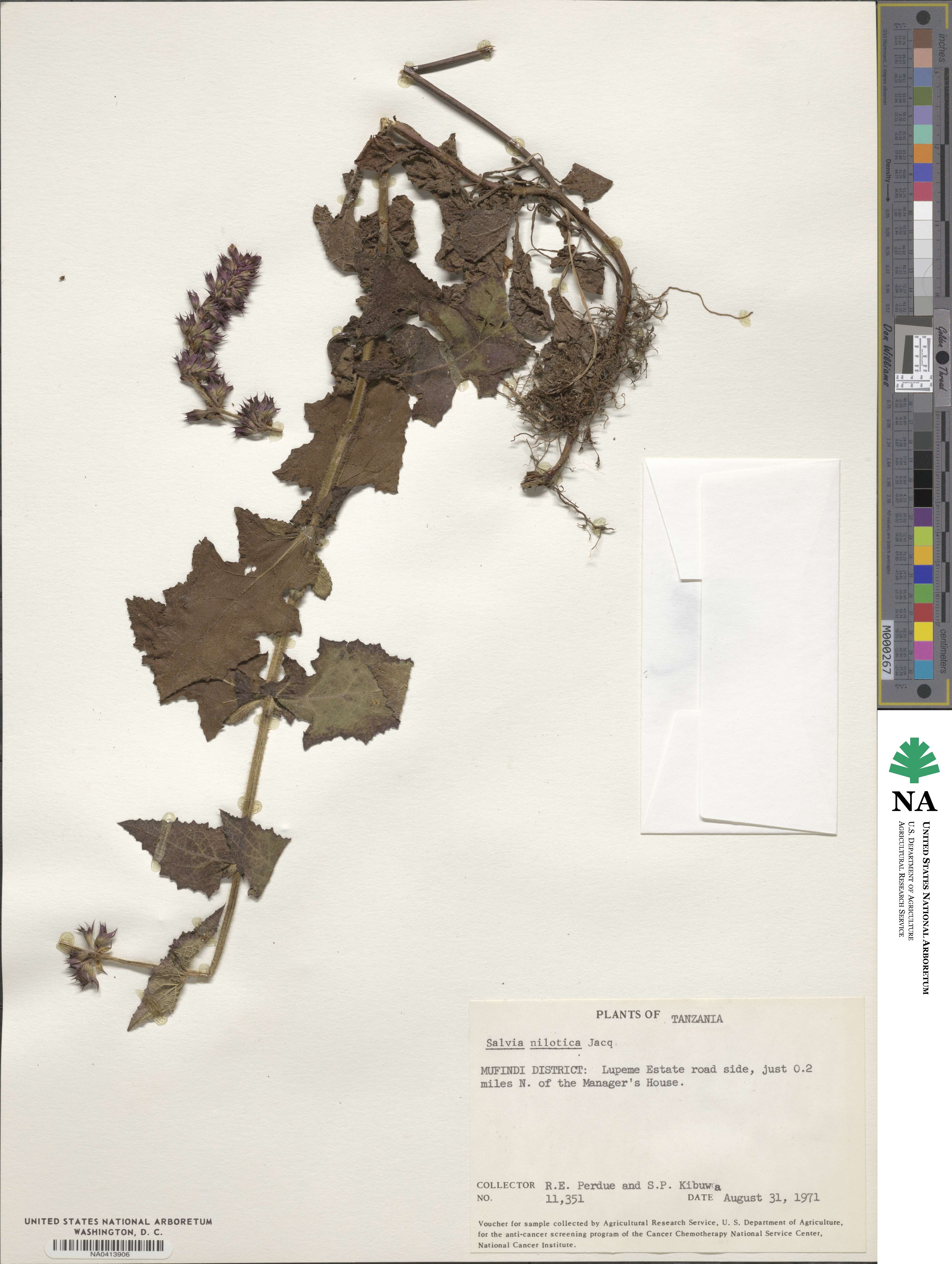 Salvia nilotica image