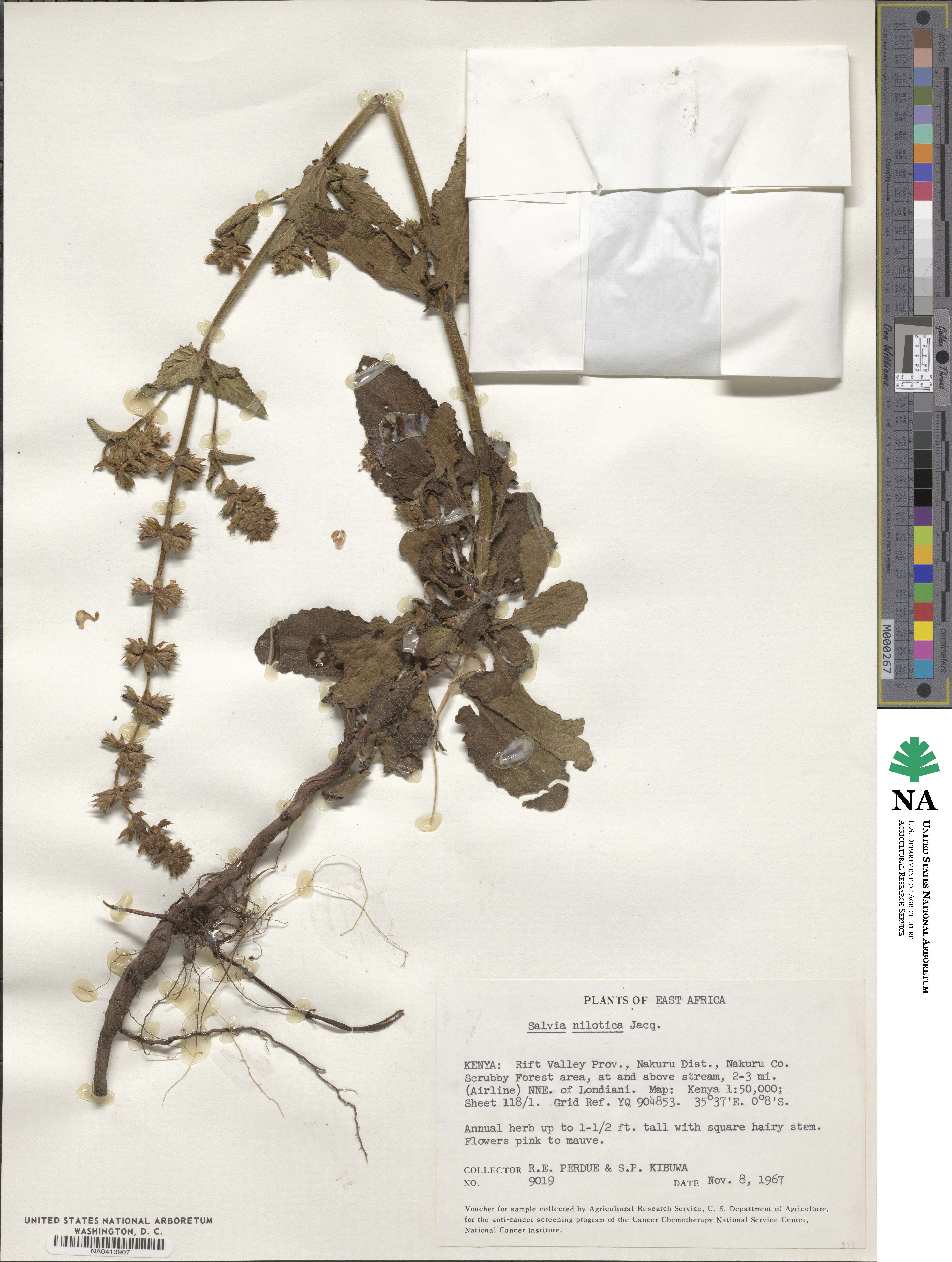 Salvia nilotica image