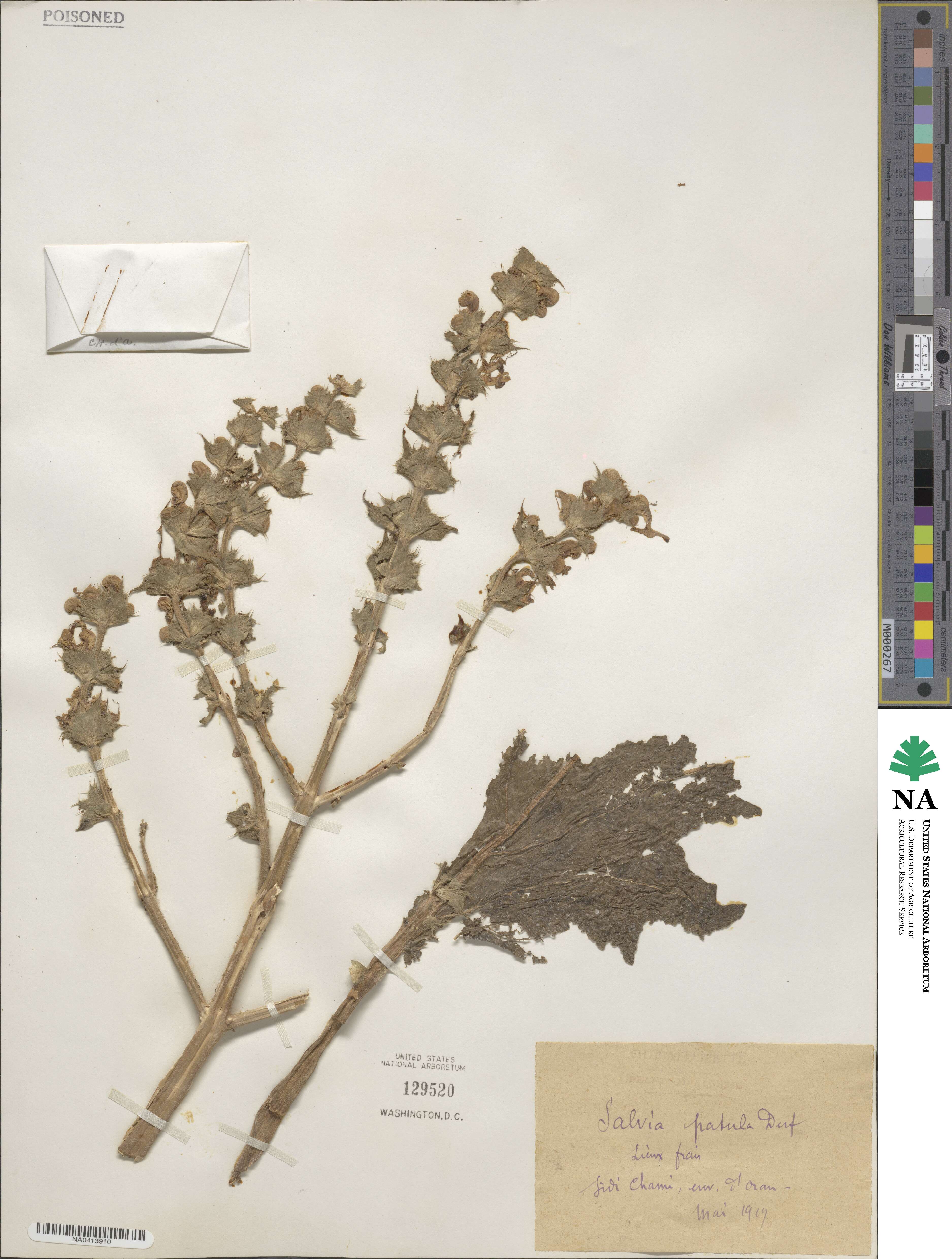 Salvia argentea image