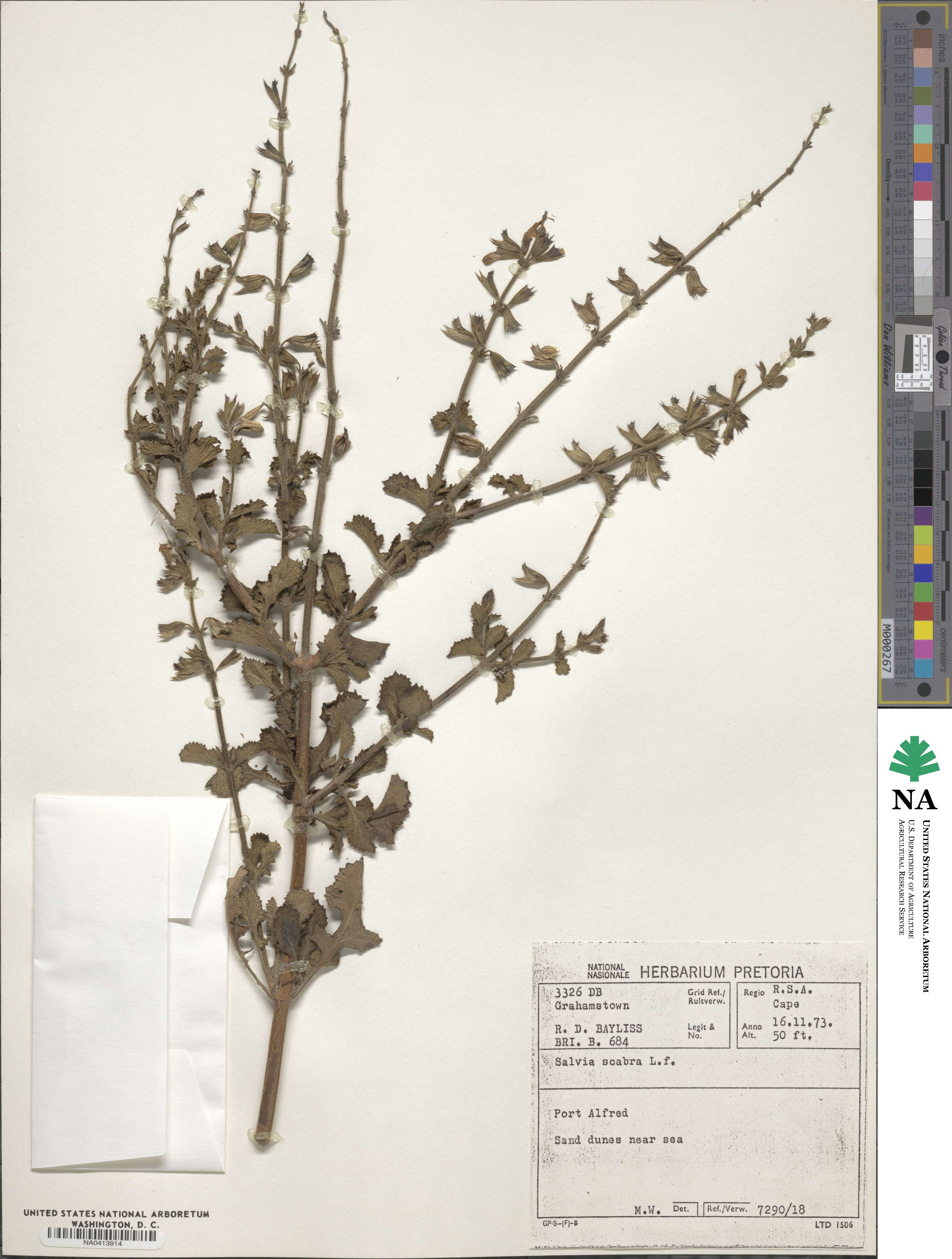 Salvia scabra image