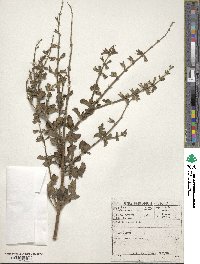 Salvia scabra image