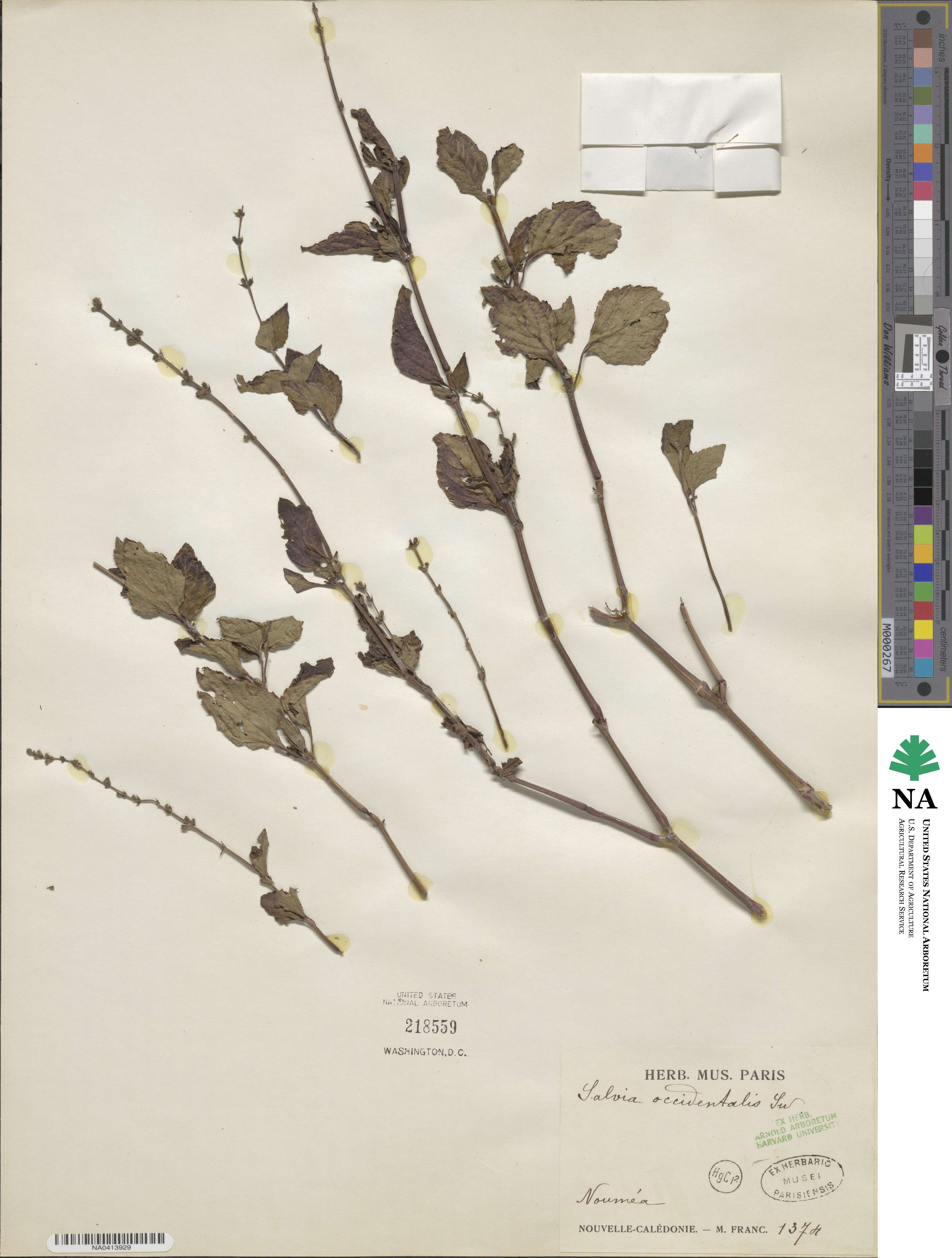 Salvia occidentalis image