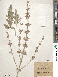 Salvia palaestina image