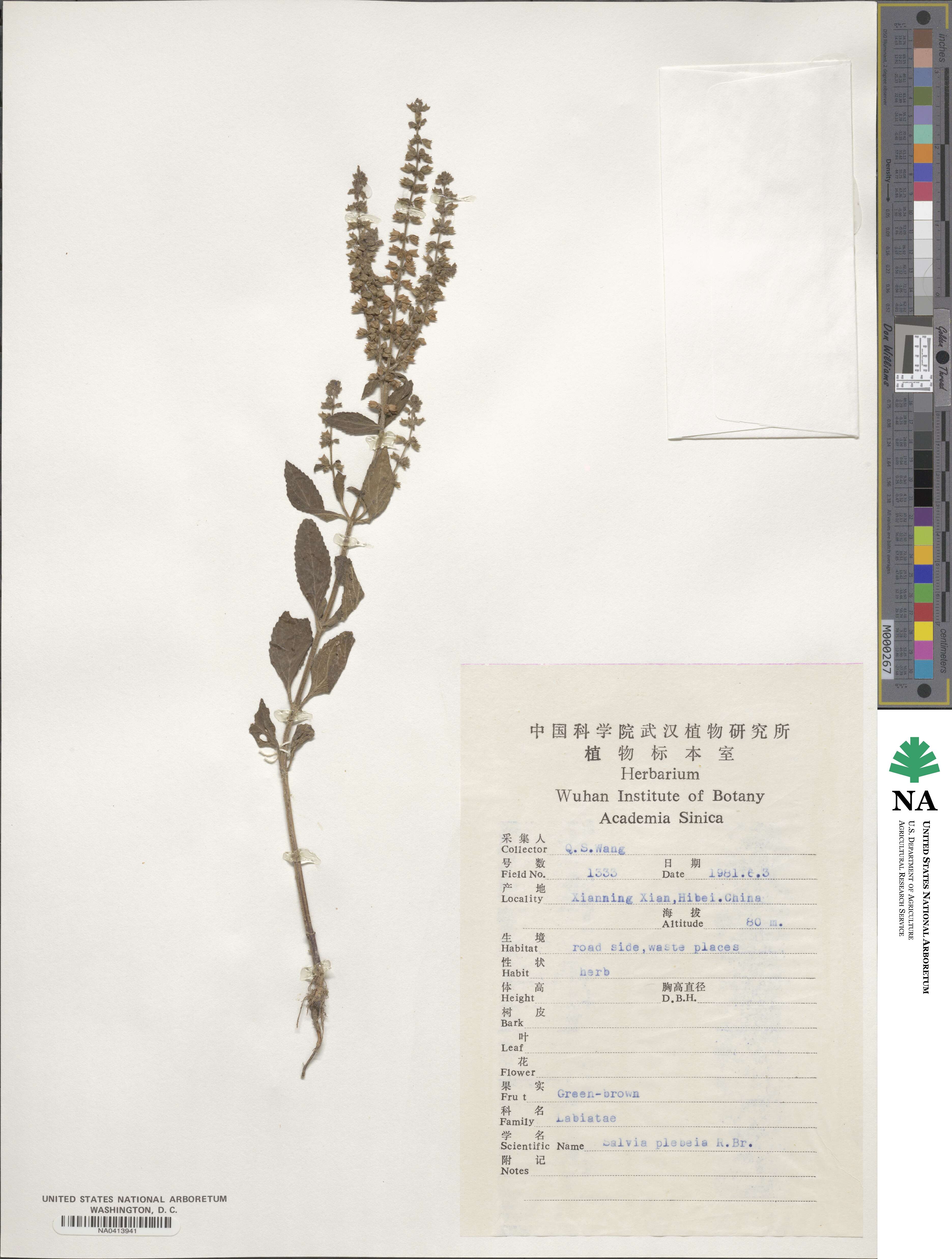 Salvia plebeia image