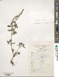 Salvia plebeia image