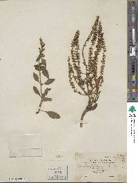 Salvia plebeia image