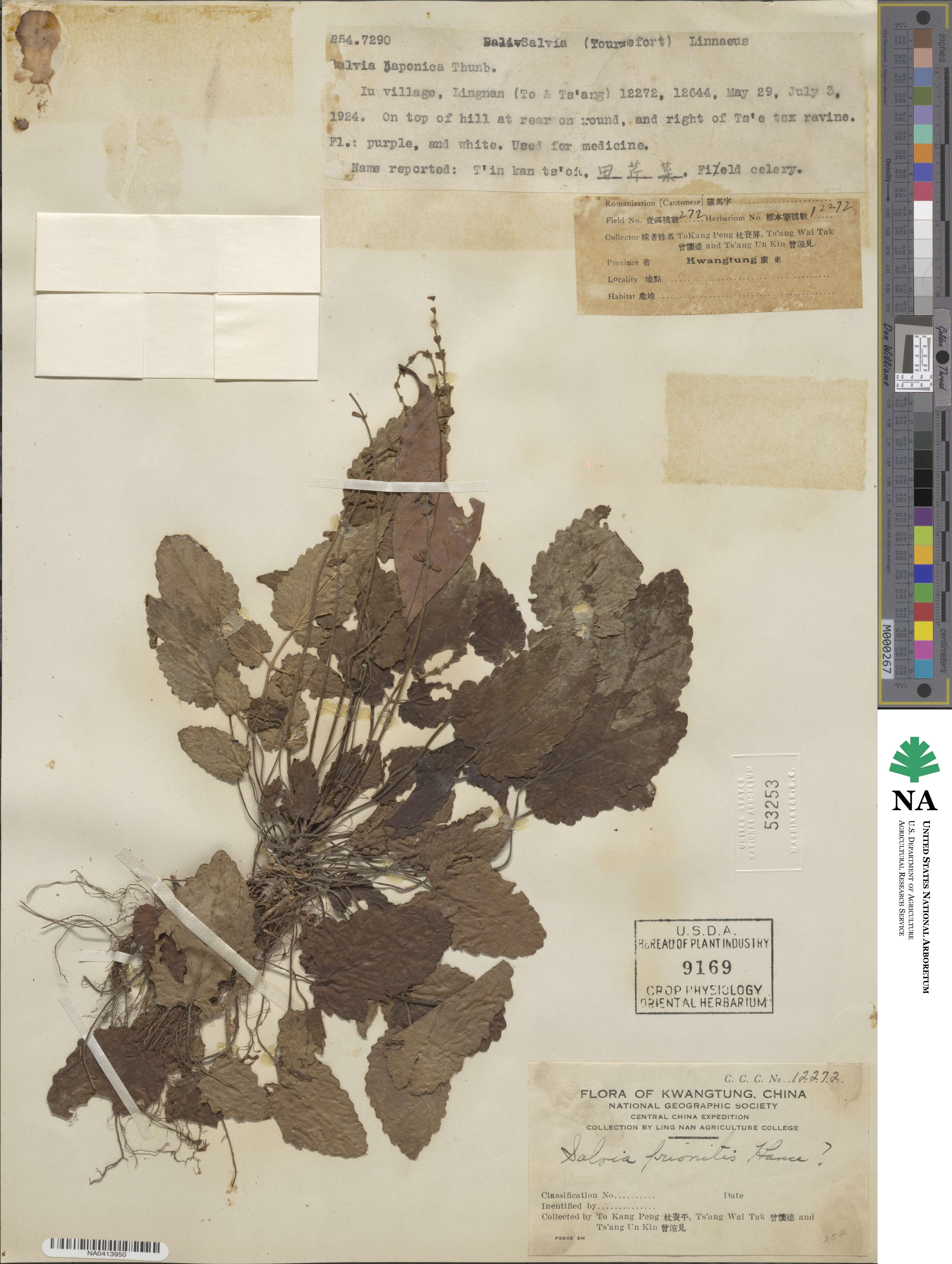 Salvia prionitis image