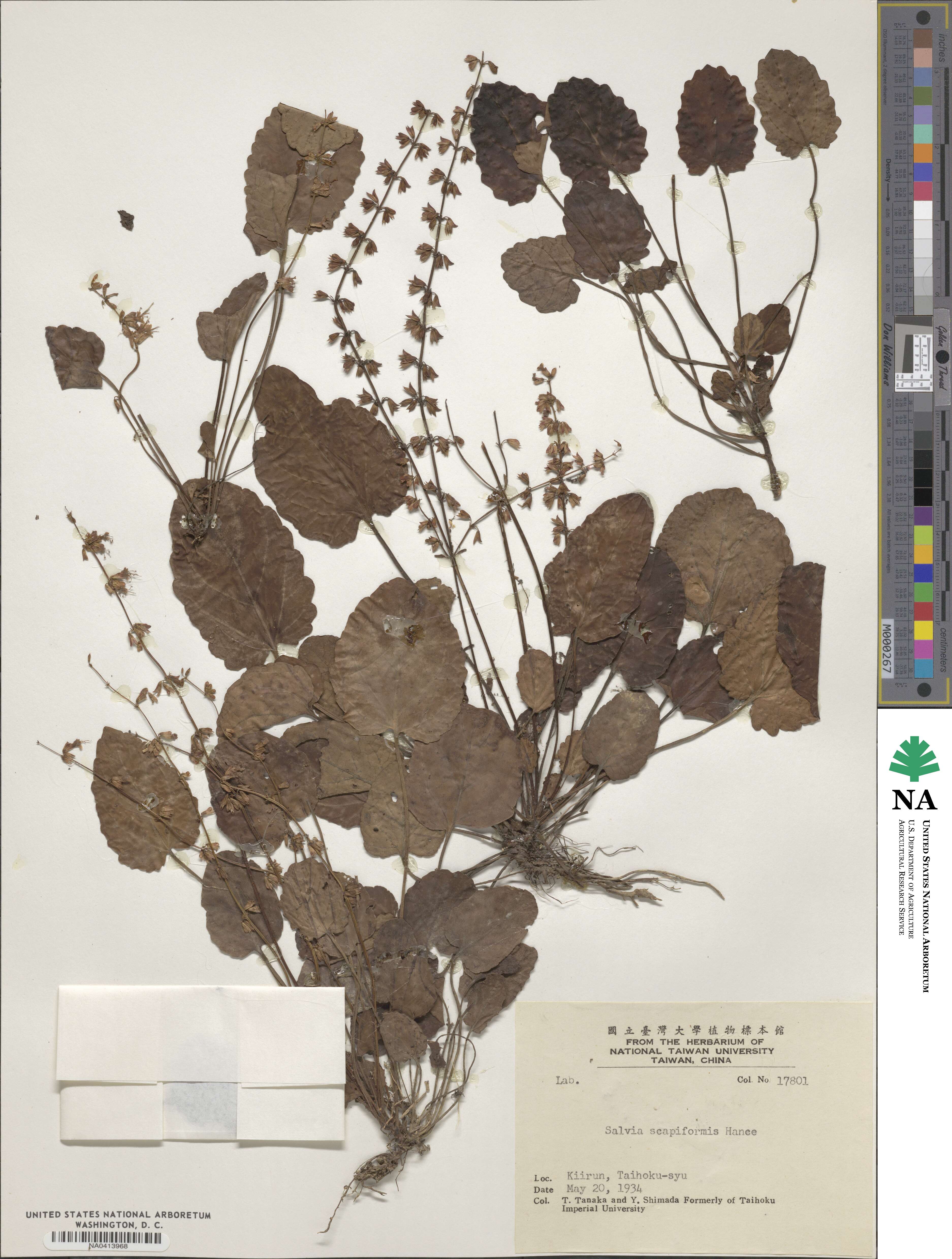 Salvia scapiformis image