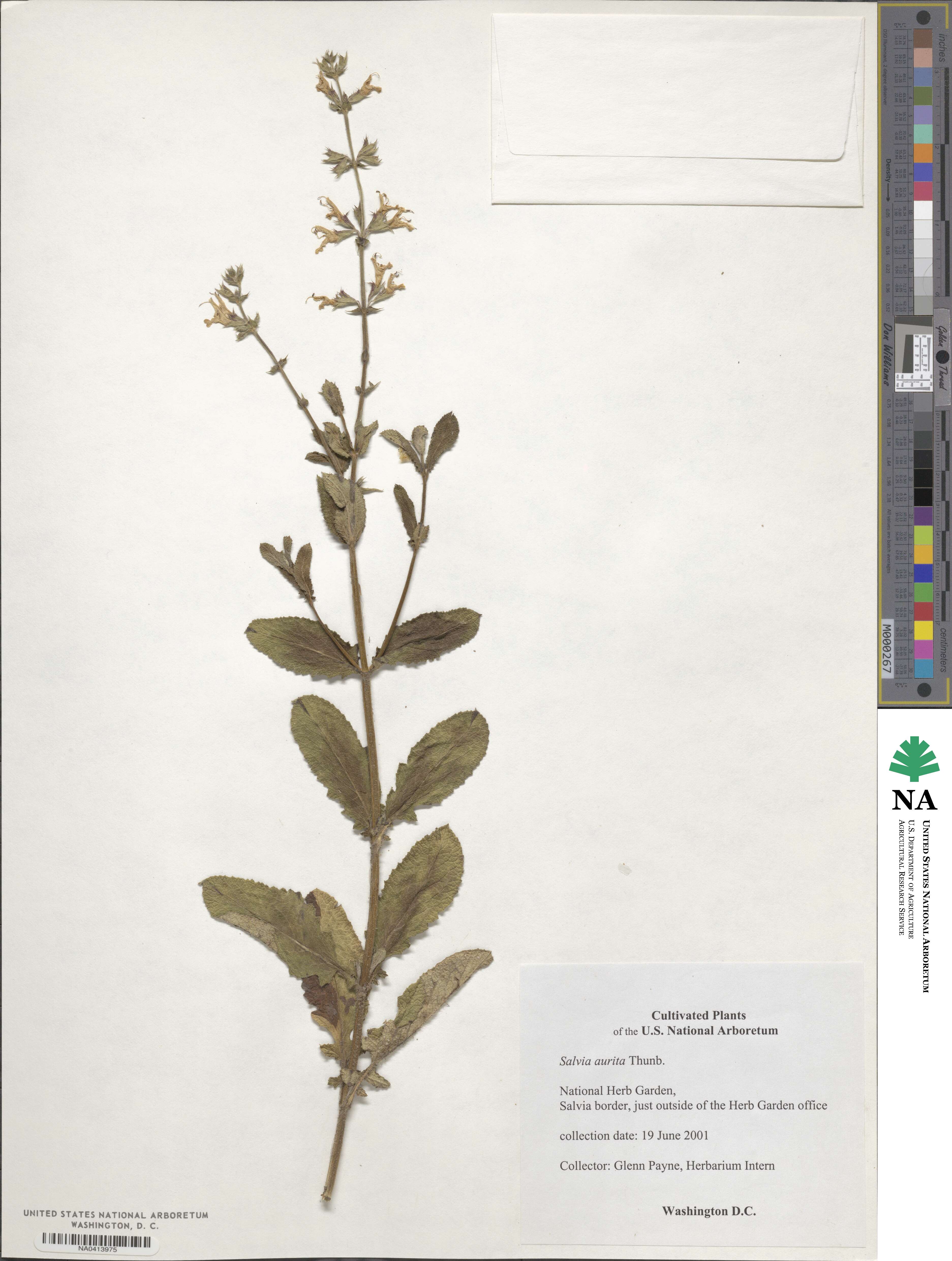 Salvia aurita image