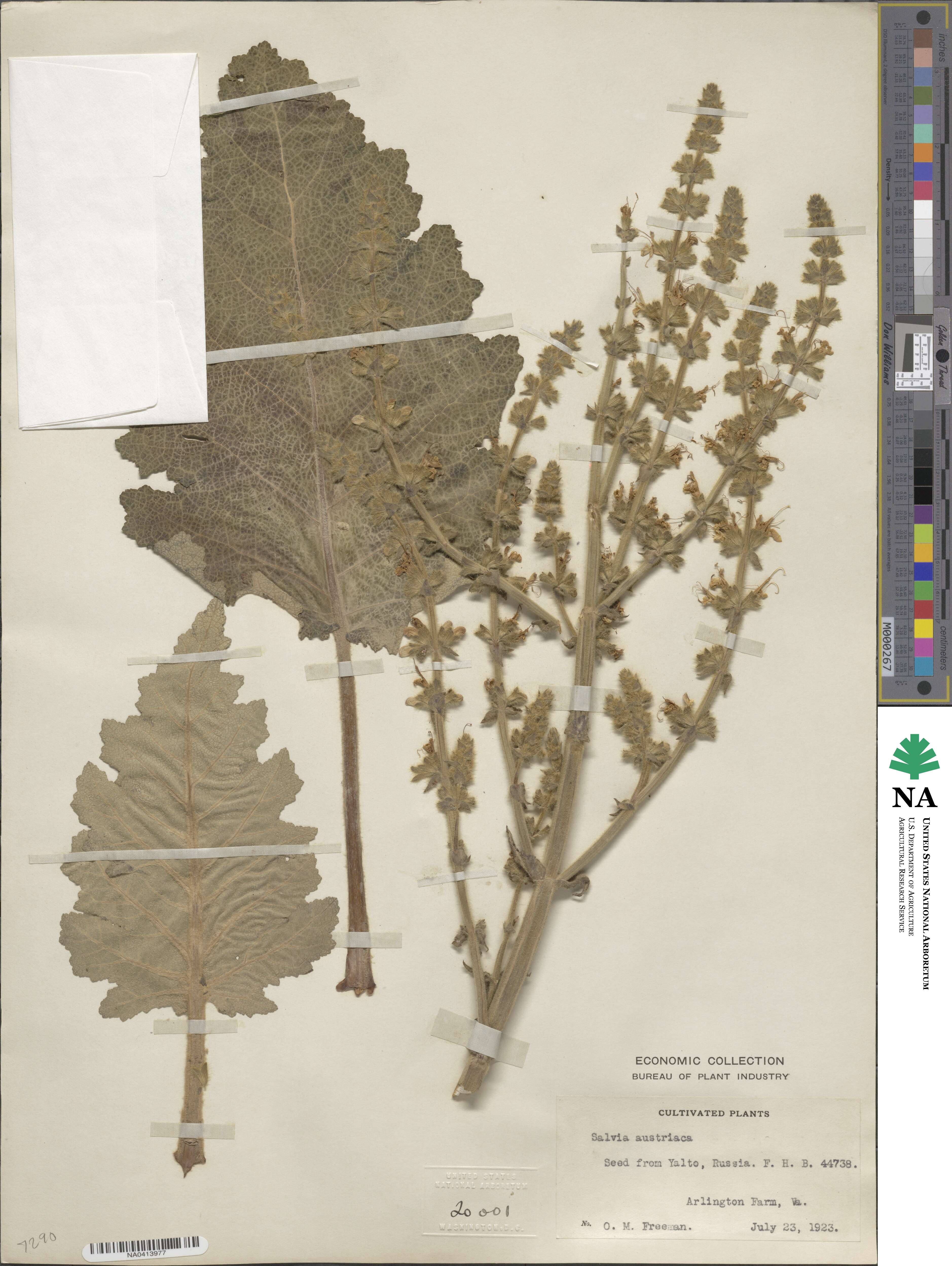 Salvia austriaca image