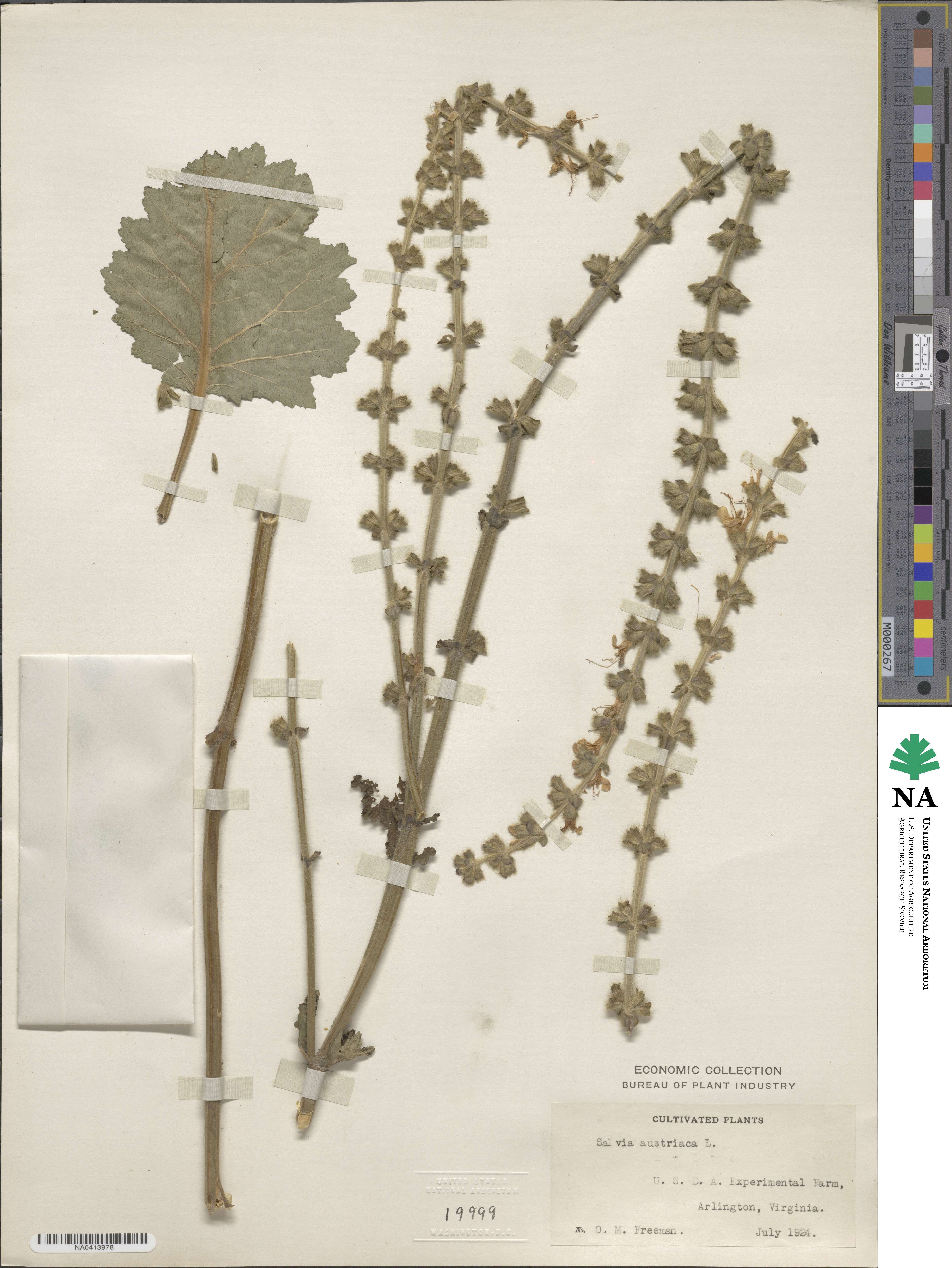 Salvia austriaca image