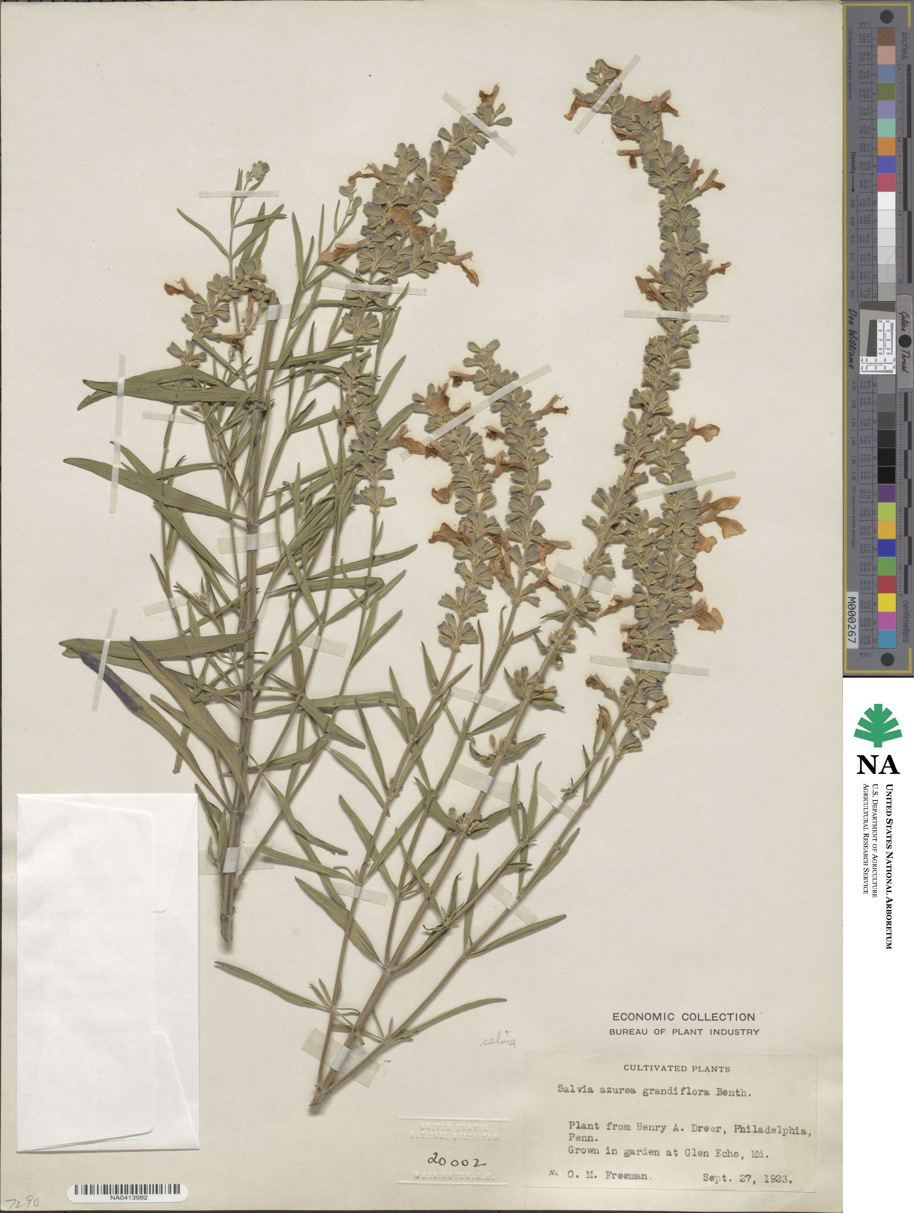 Salvia azurea image