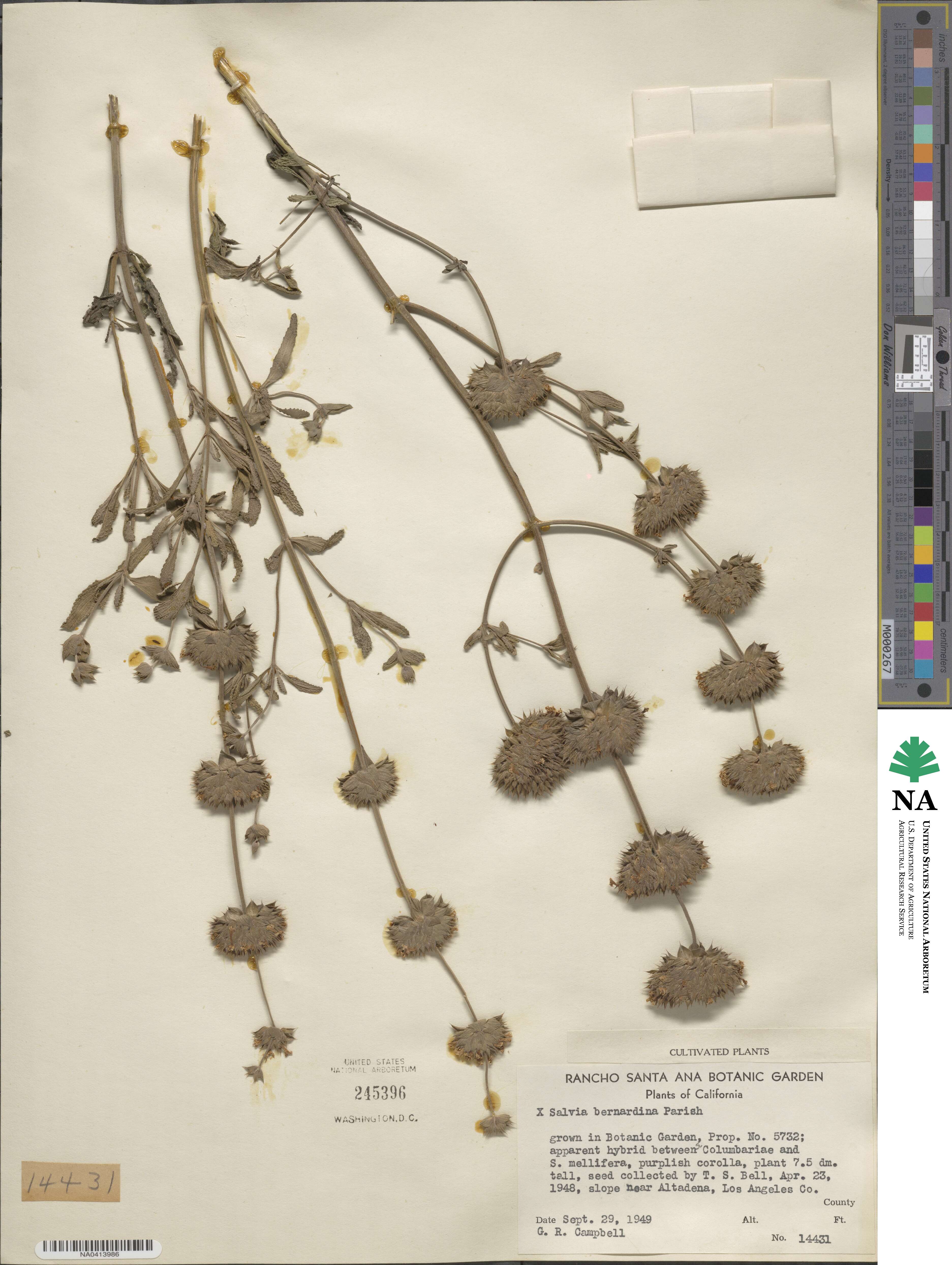 Salvia × bernardina image
