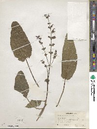 Salvia pratensis subsp. pratensis image