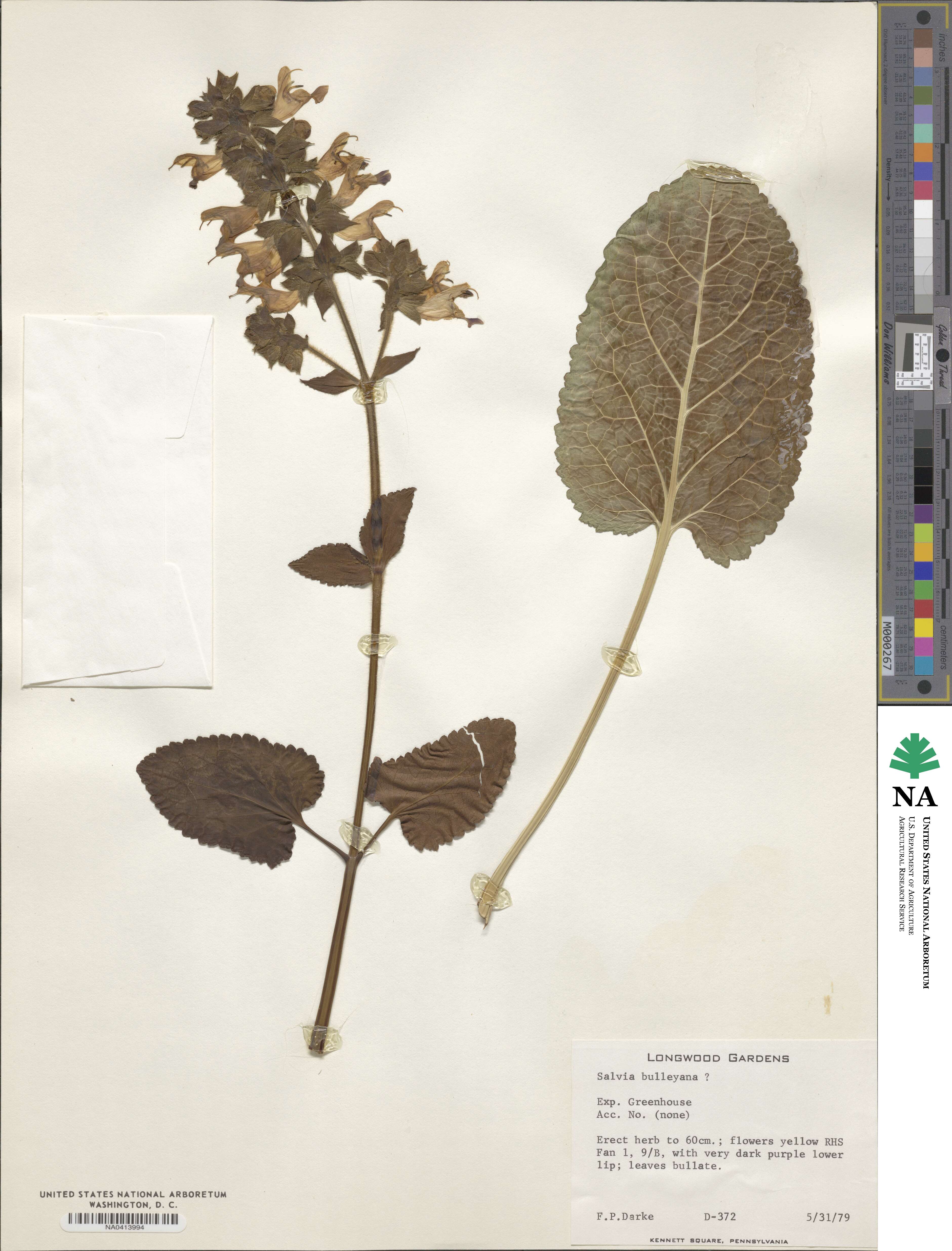 Salvia bulleyana image