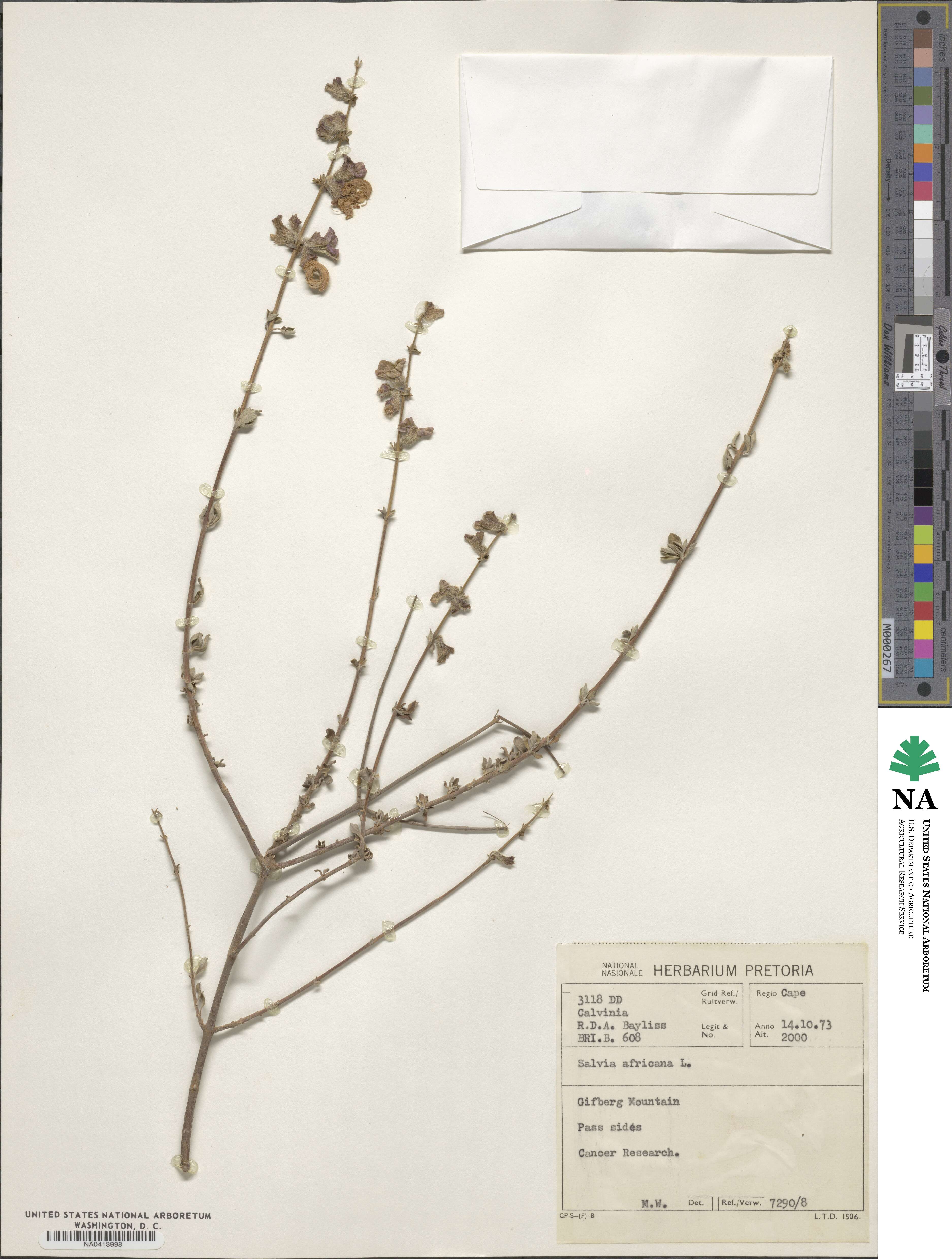 Salvia africana image
