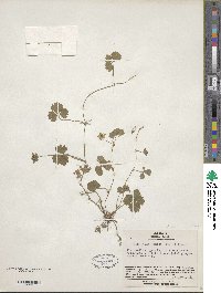 Potentilla indica image