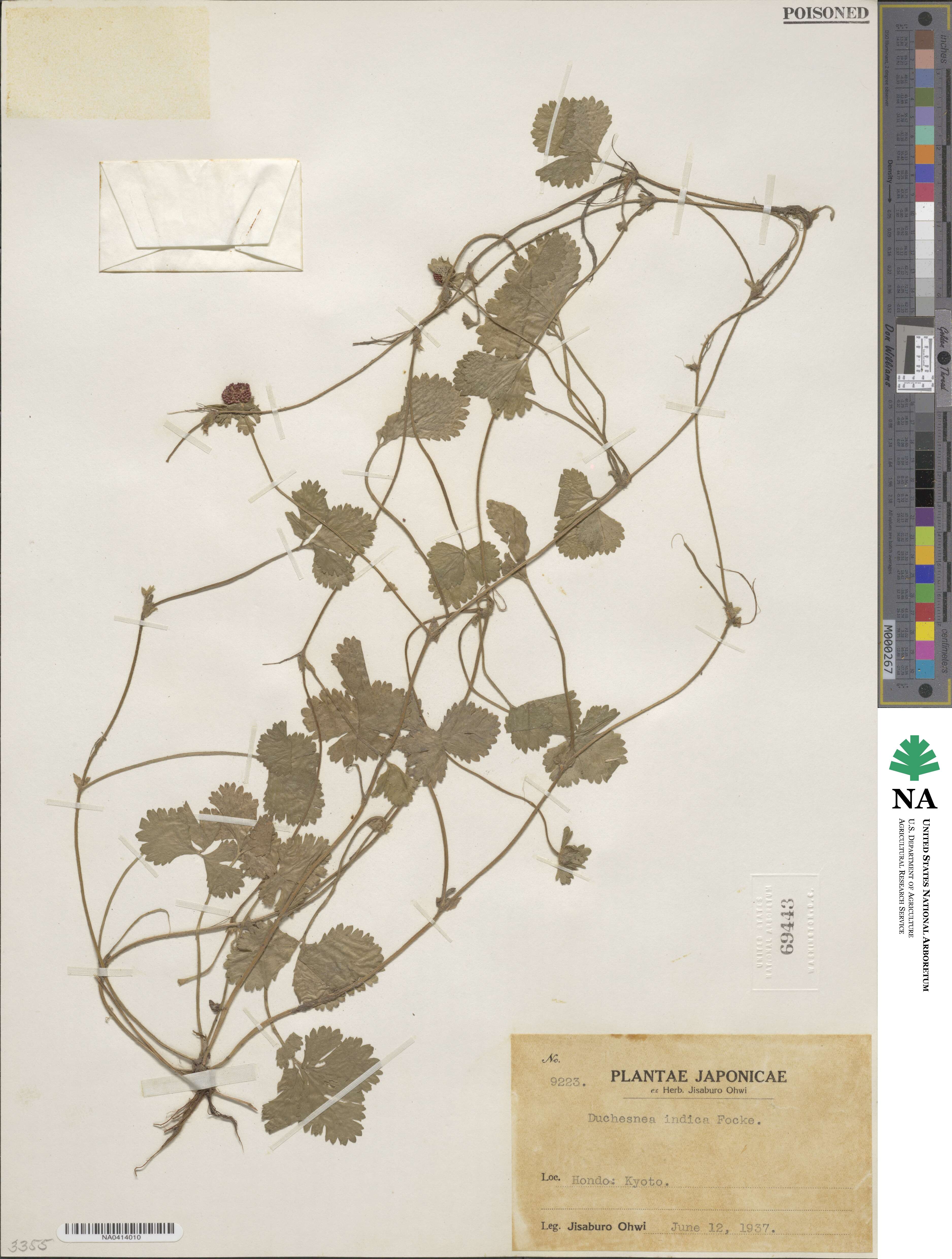 Potentilla indica image