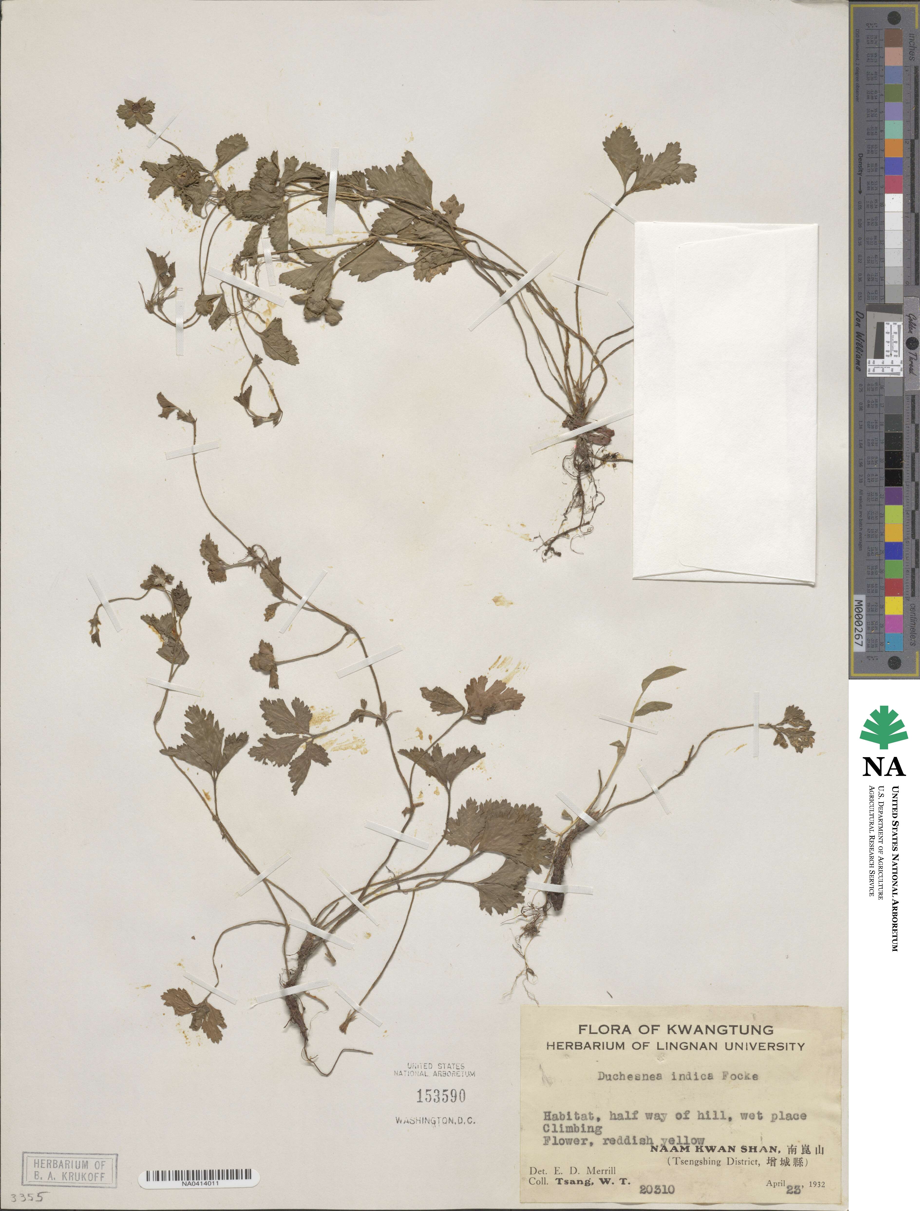 Potentilla indica image