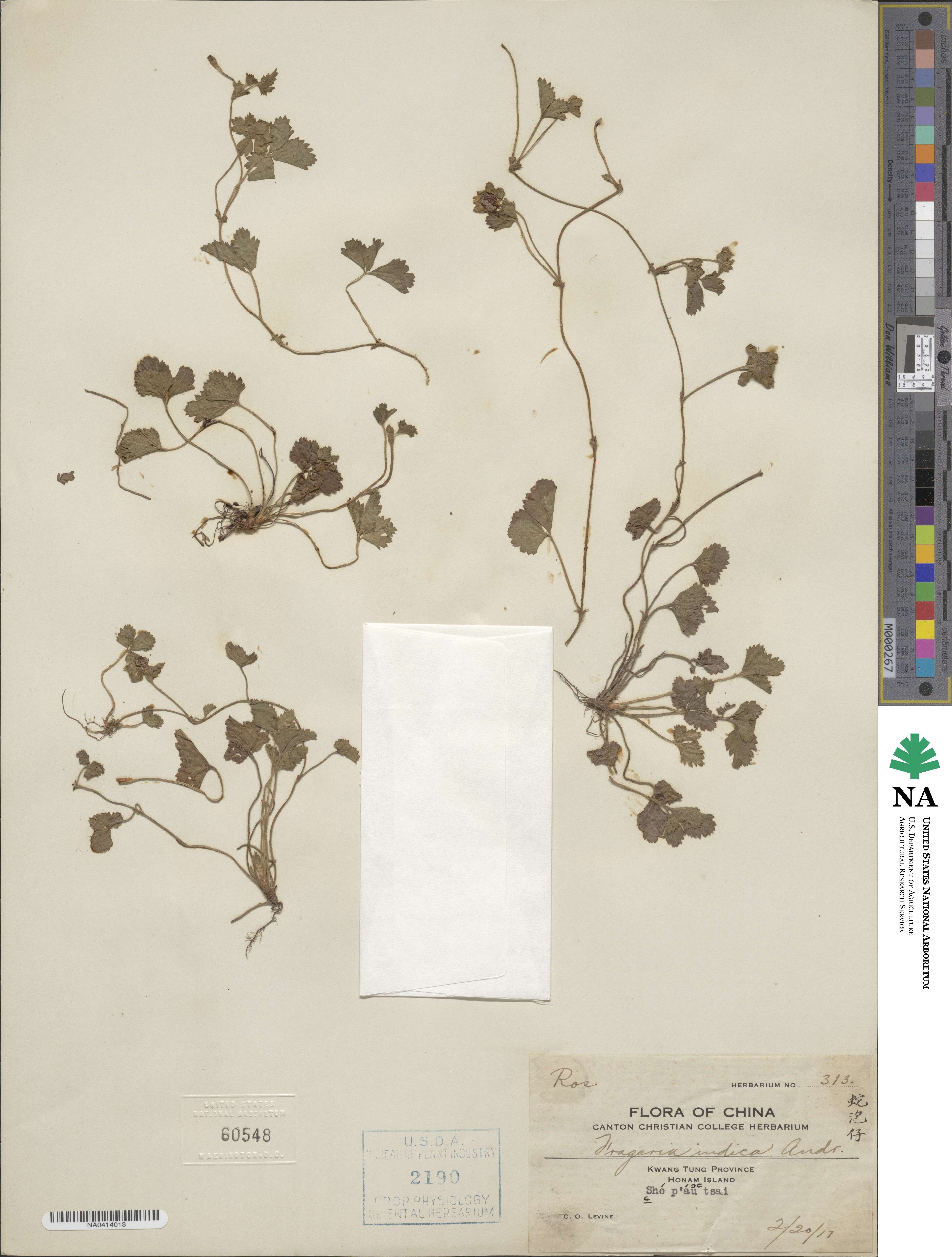 Potentilla indica image