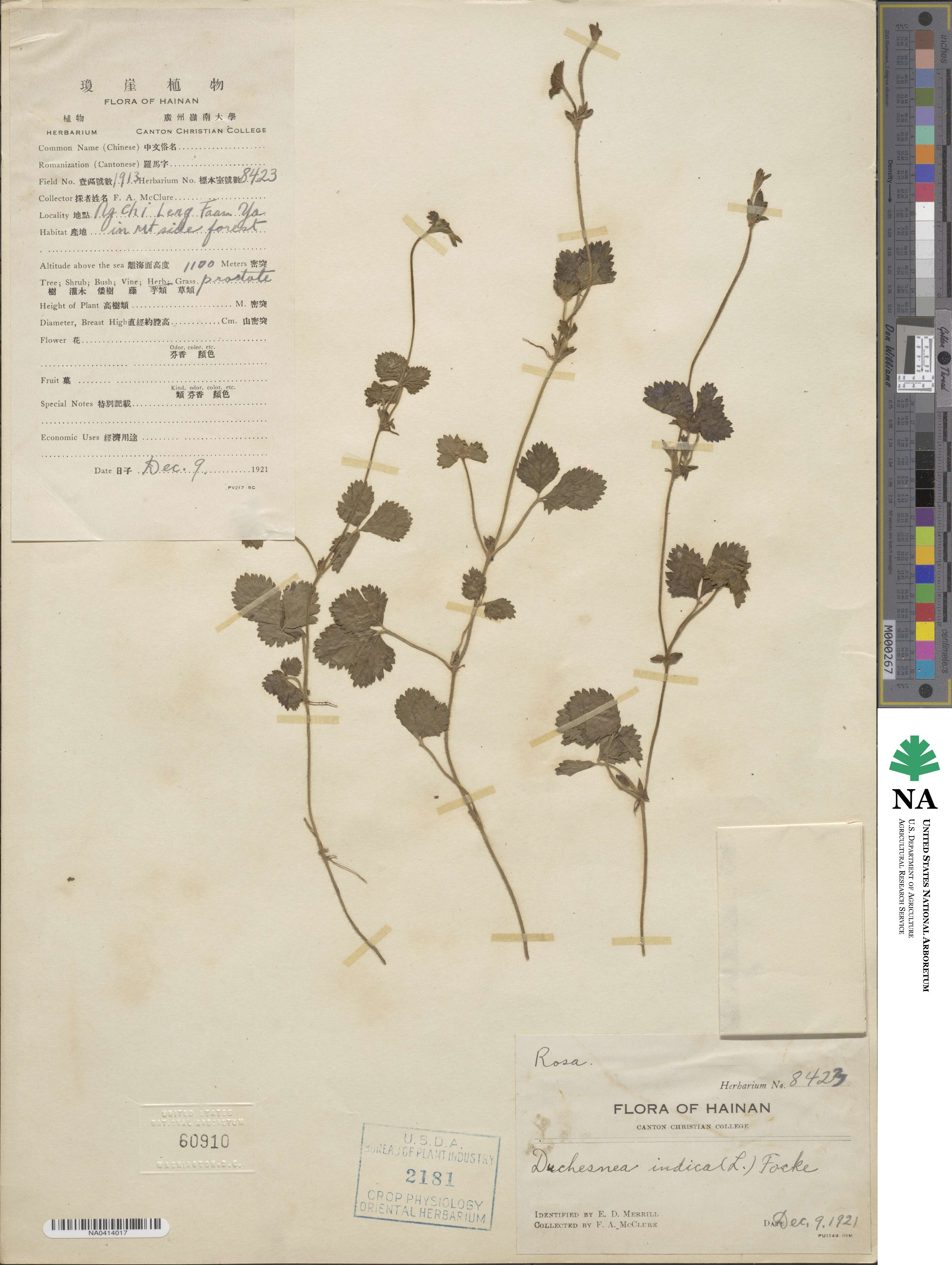 Potentilla indica image