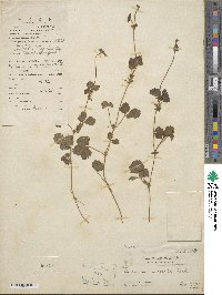 Potentilla indica image