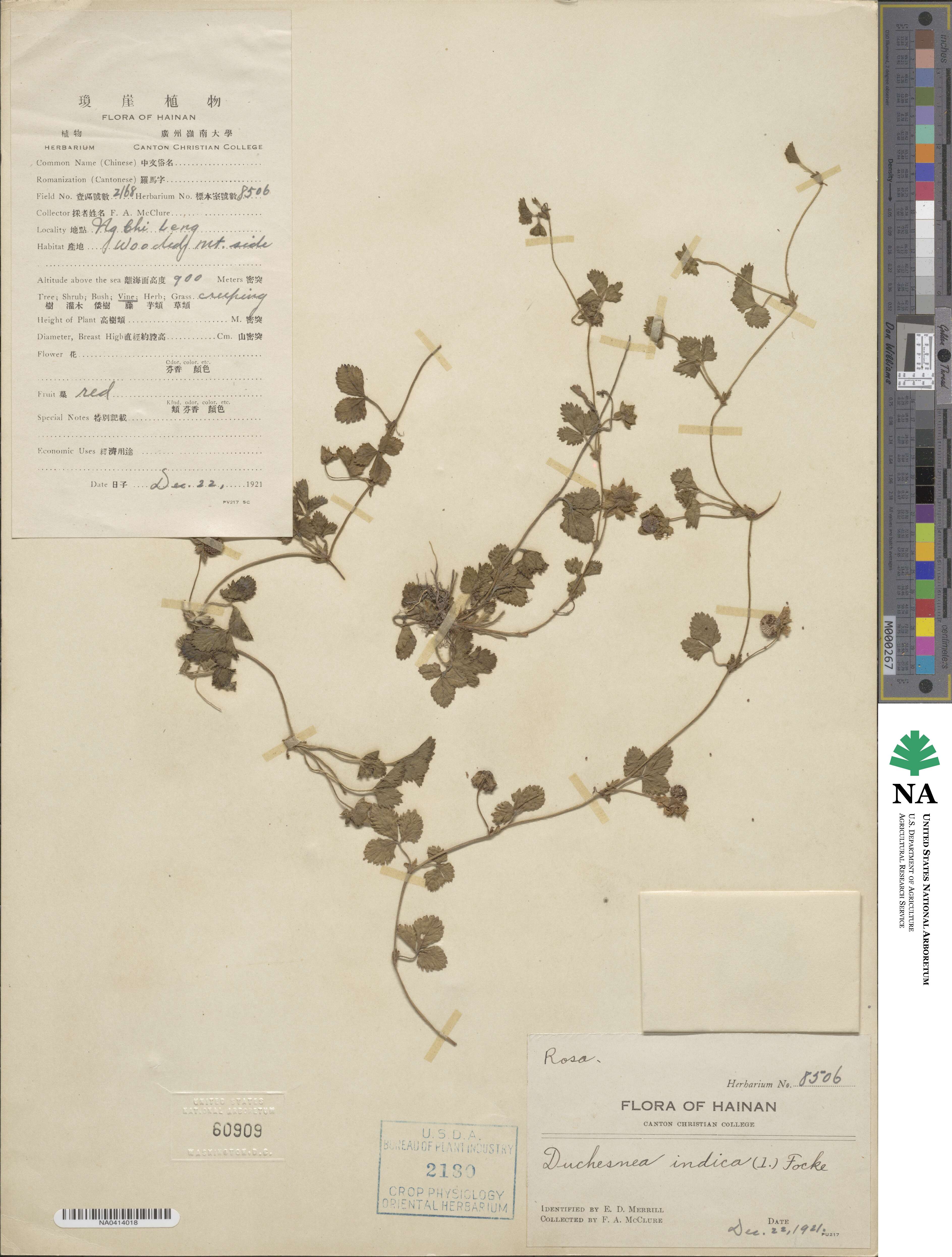 Potentilla indica image