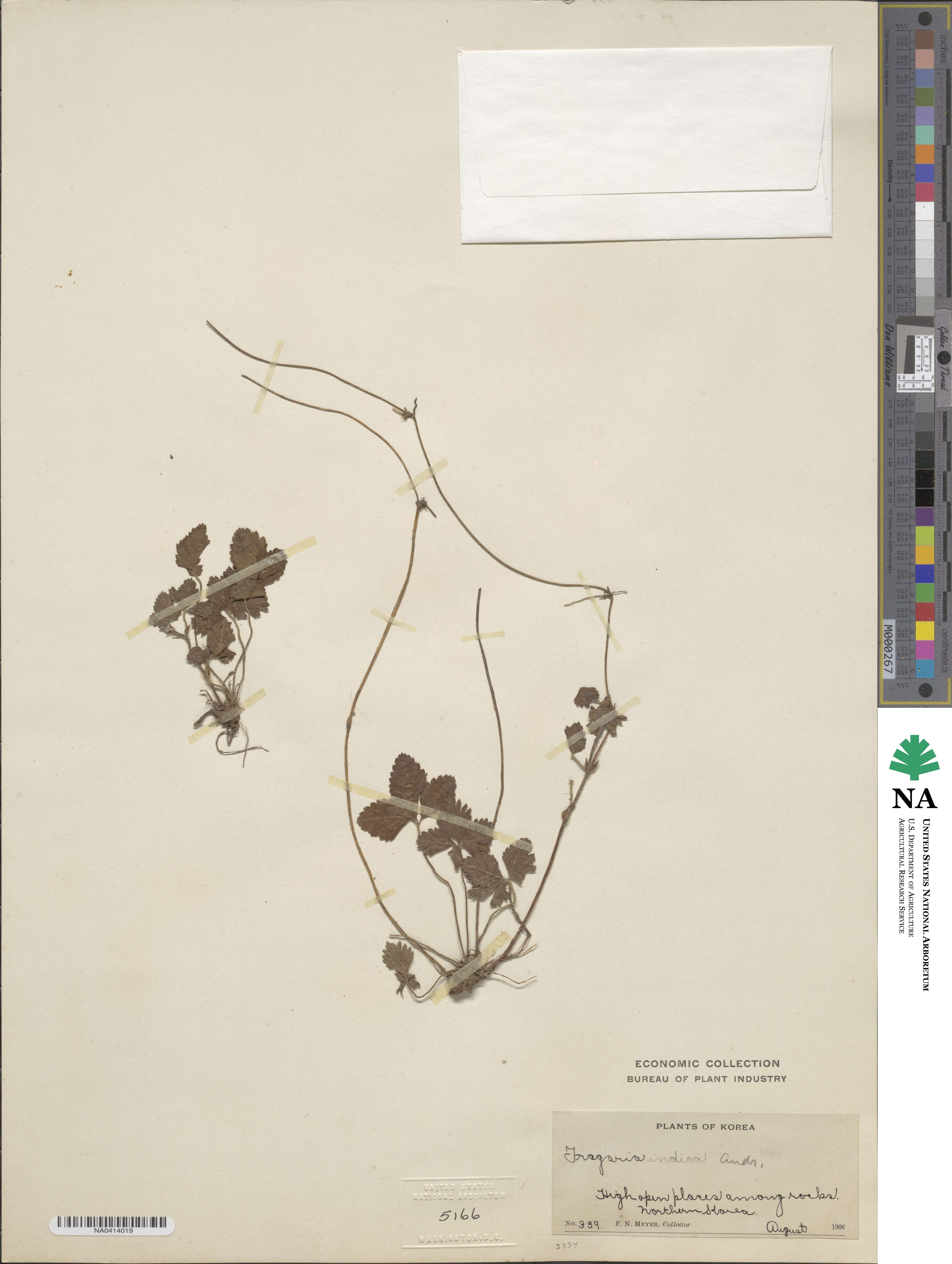 Potentilla indica image