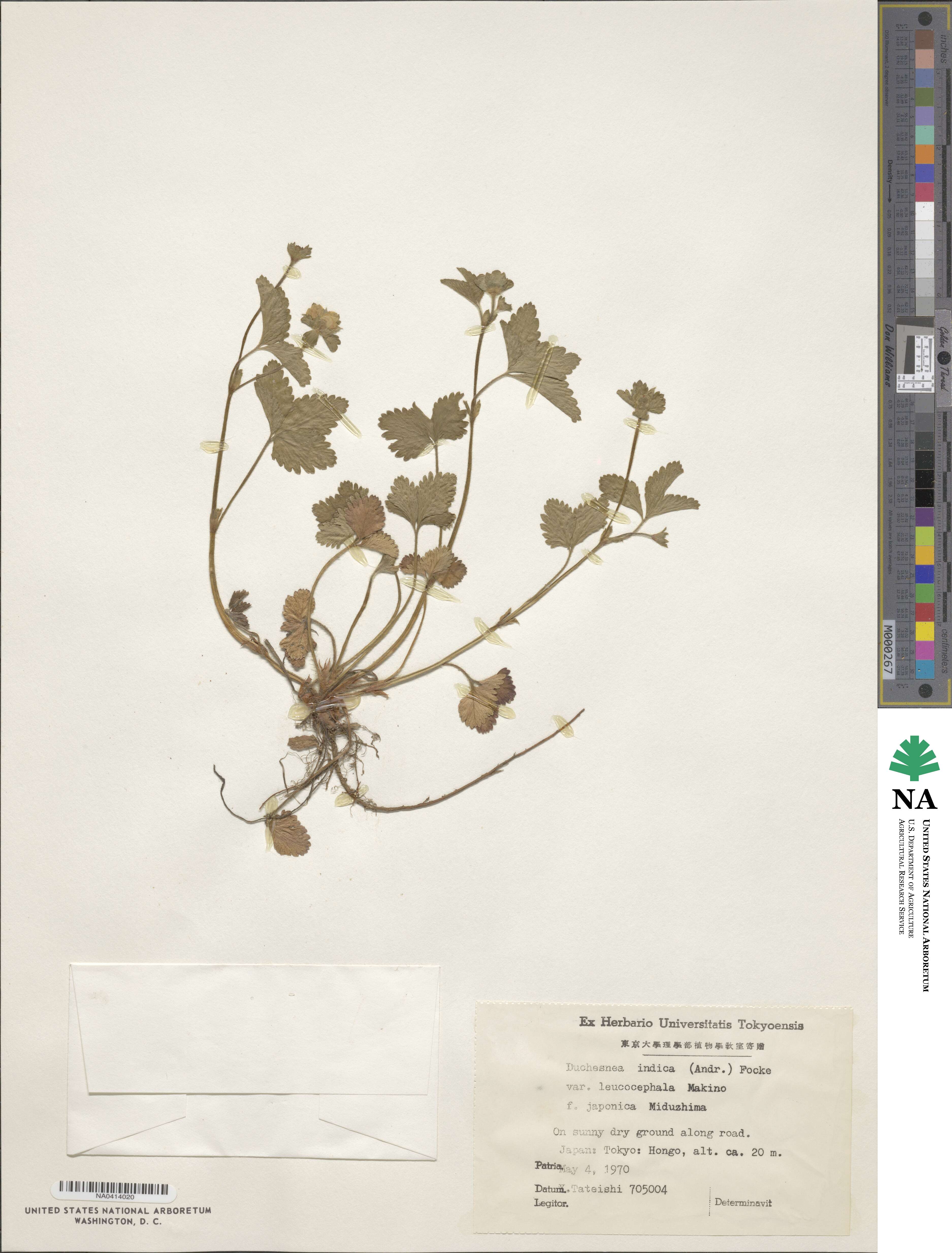 Potentilla wallichiana image