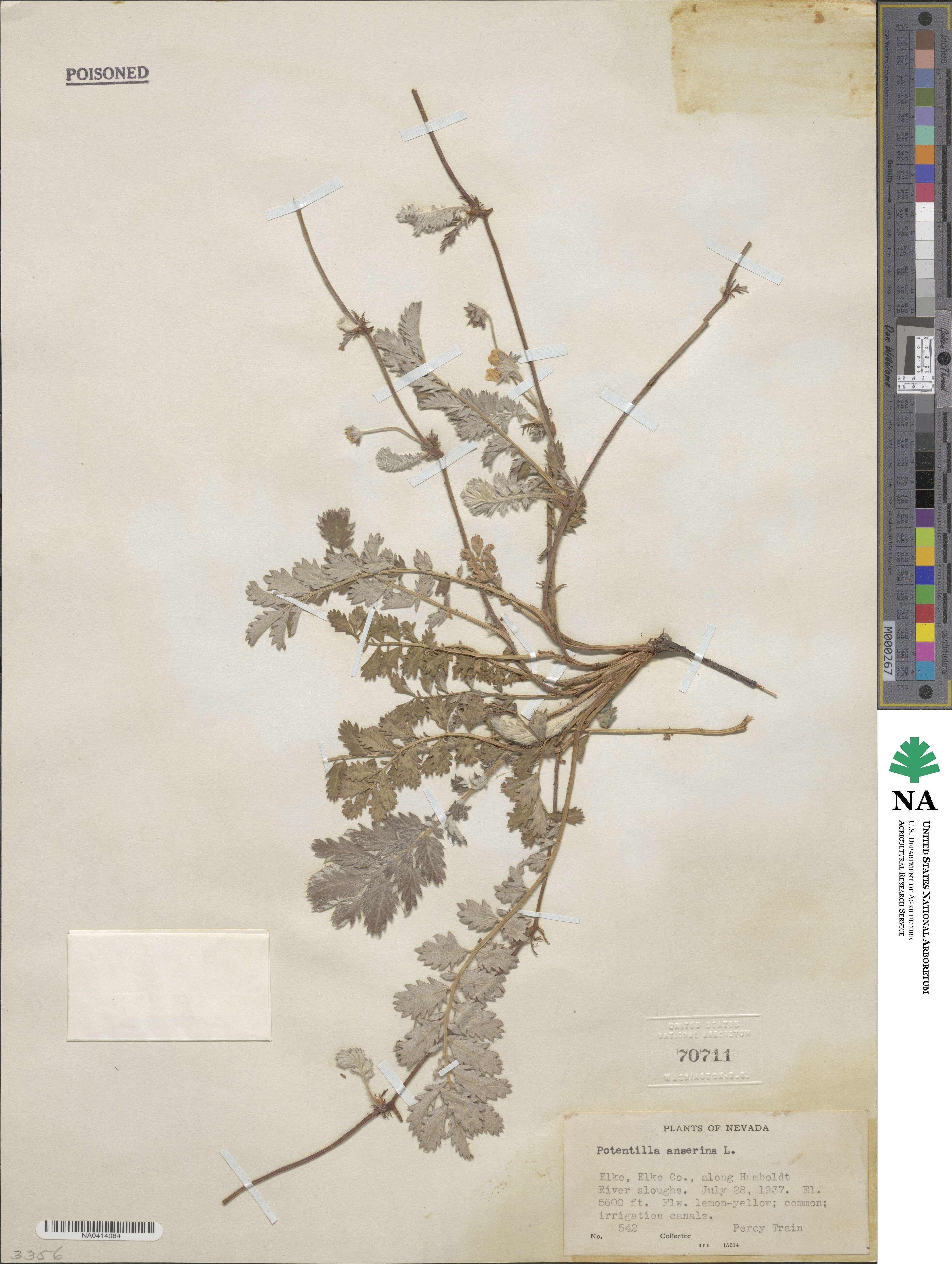 Argentina anserina subsp. anserina image