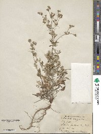 Potentilla argentea image