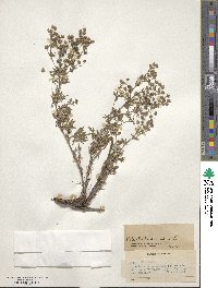 Potentilla argentea image