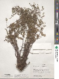 Potentilla argentea image