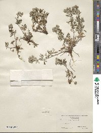 Potentilla argentea image