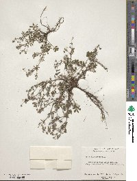 Potentilla argentea image