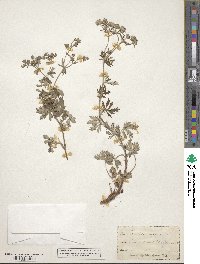 Potentilla argentea image