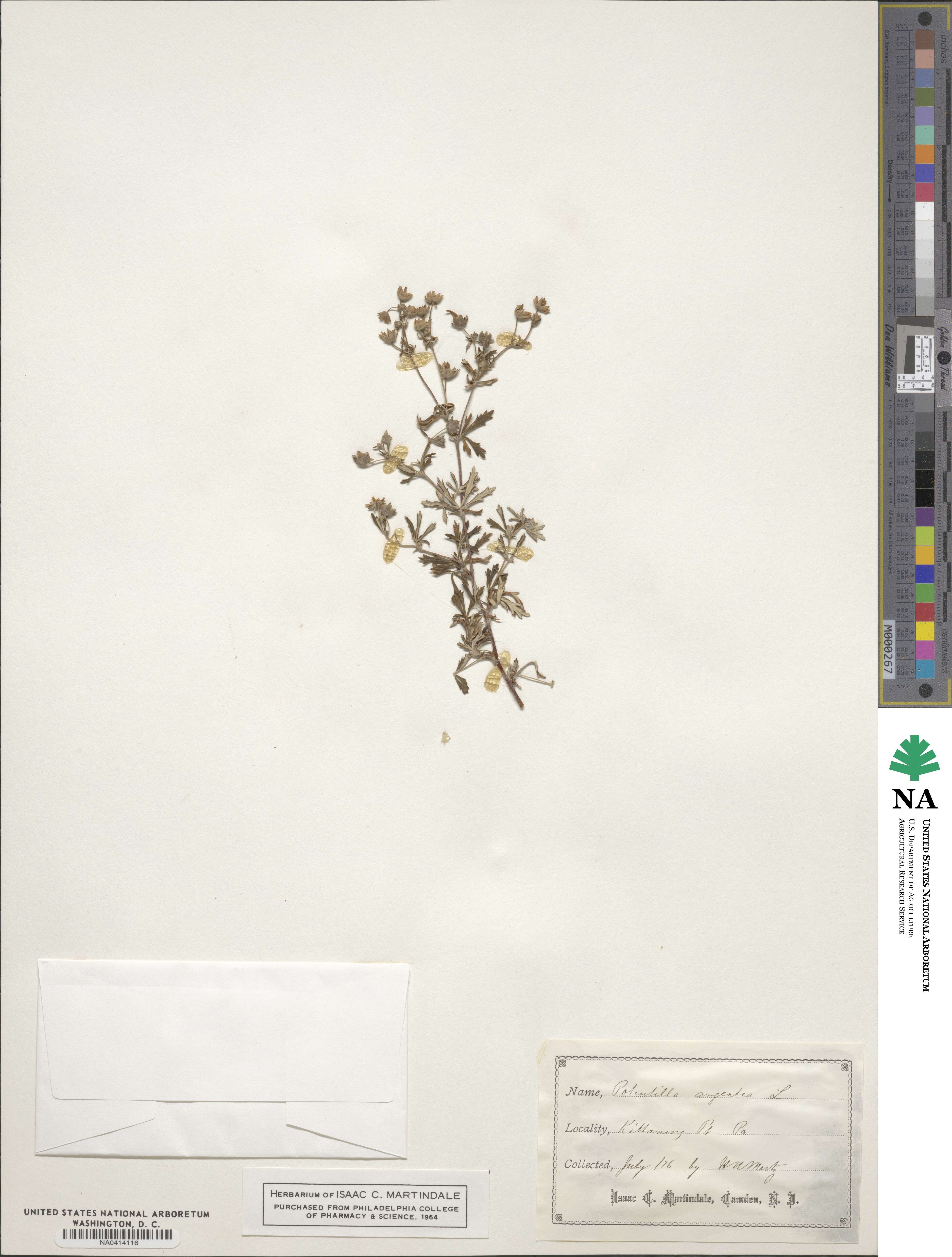 Potentilla argentea image