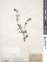 Potentilla argentea image