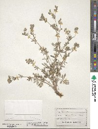 Potentilla argentea image