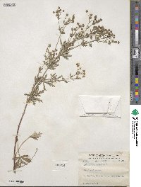 Potentilla argentea image