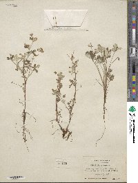 Potentilla argentea image