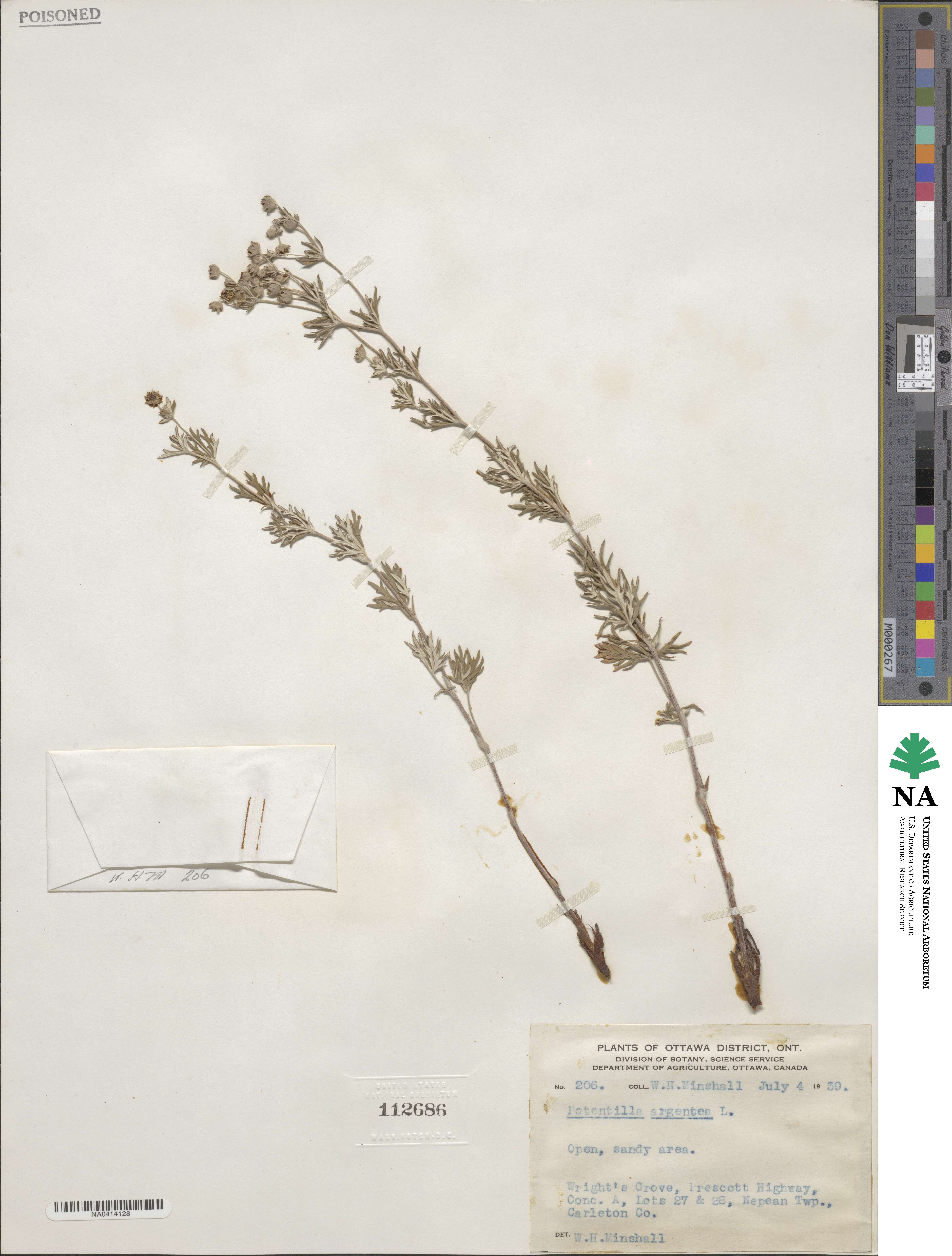 Potentilla argentea image