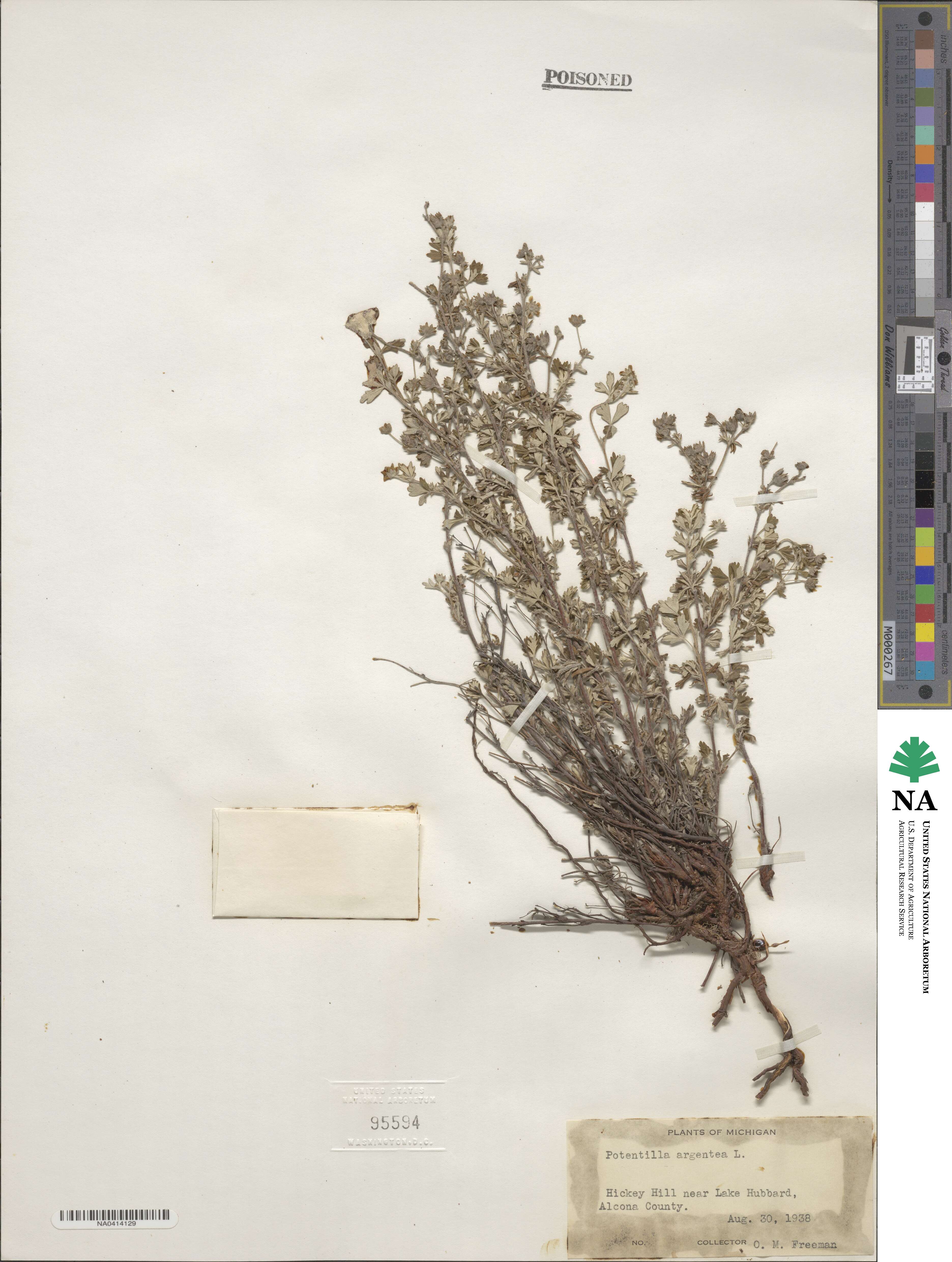 Potentilla argentea image