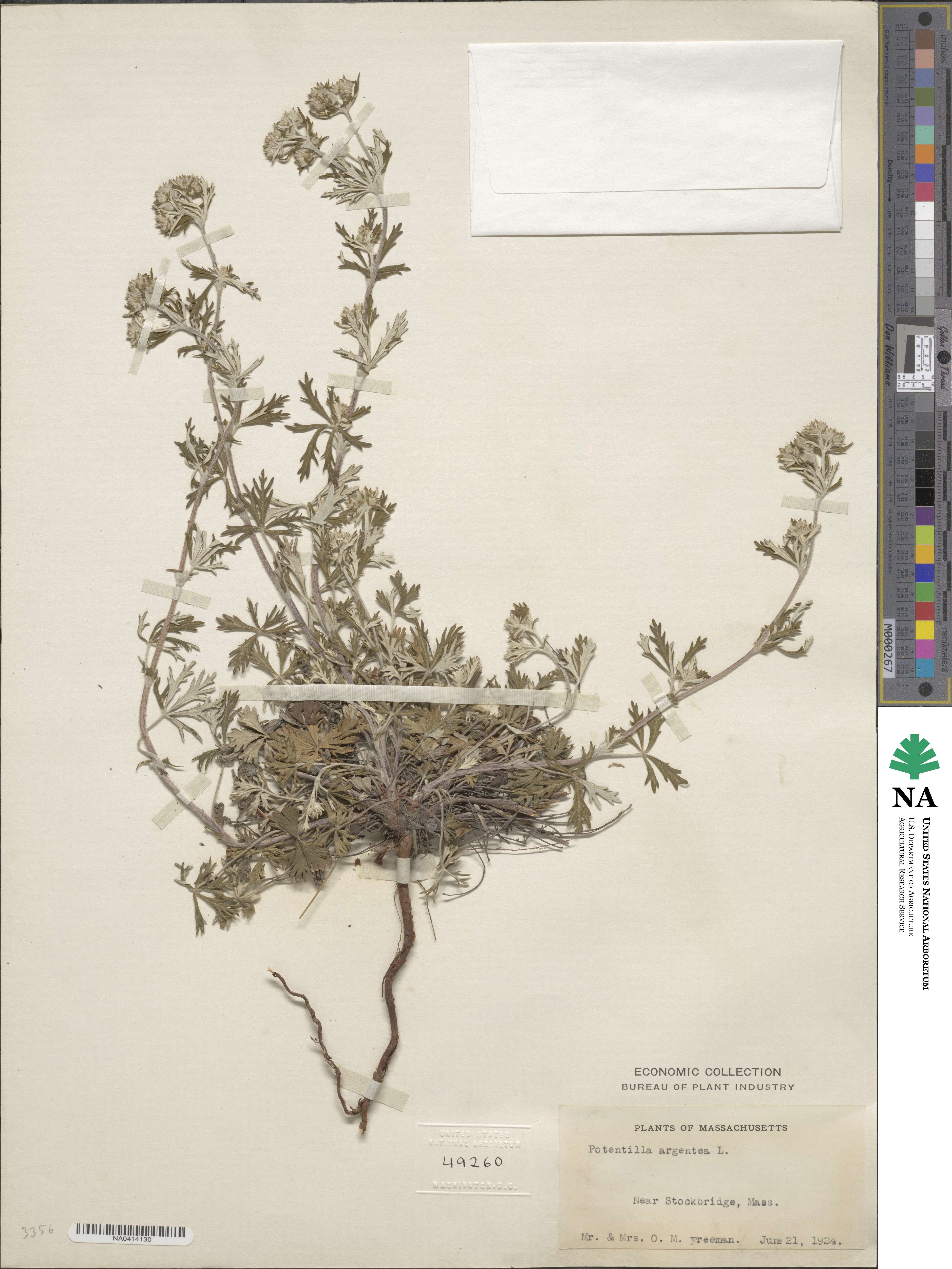 Potentilla argentea image