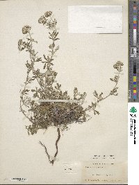 Potentilla argentea image