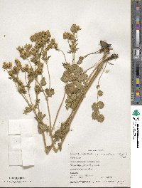 Potentilla arguta image