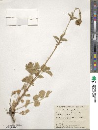 Potentilla arguta image