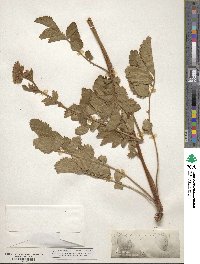 Potentilla arguta image