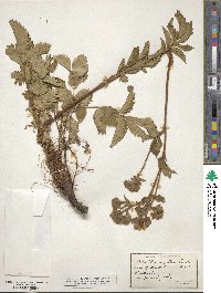 Potentilla arguta image