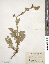 Potentilla arguta image